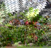 Australian Butterfly Sanctuary - Accommodation Port Macquarie