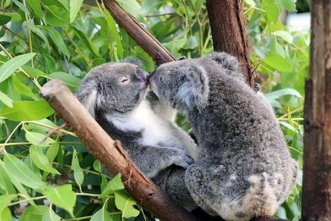 Classic Kuranda By Skyrail And Scenic Railway Including Rainforestation, Koala And Wildlife Park And Pamagirri Aboriginal Experi - Accommodation Port Macquarie 3