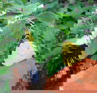 Australian Butterfly Sanctuary- Virtual Interactive Tour With Private Guide - Accommodation Port Macquarie