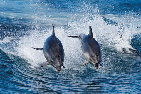 Full-Day Bruny Island Cruises Day Tour From Hobart - Accommodation Port Macquarie 5