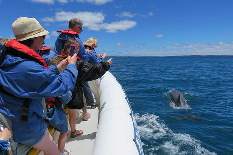 Kangaroo Island 75-Minute Ocean Safari - Accommodation Port Macquarie 3