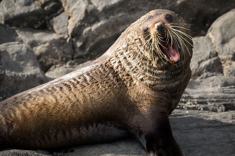 Kangaroo Island 75-Minute Ocean Safari - Accommodation Port Macquarie 5
