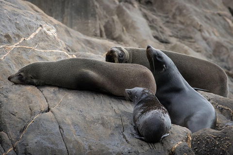 Kangaroo Island Ocean Safari - Snorkeling Safari - Accommodation Port Macquarie 0