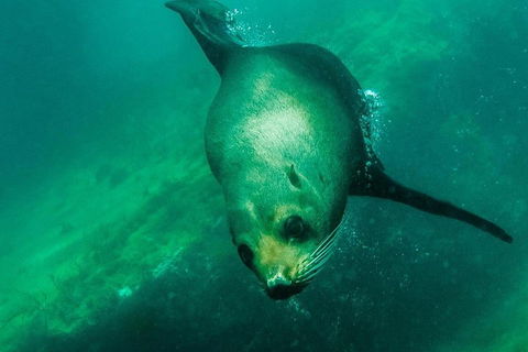 Kangaroo Island Ocean Safari - Snorkeling Safari - Accommodation Port Macquarie 1
