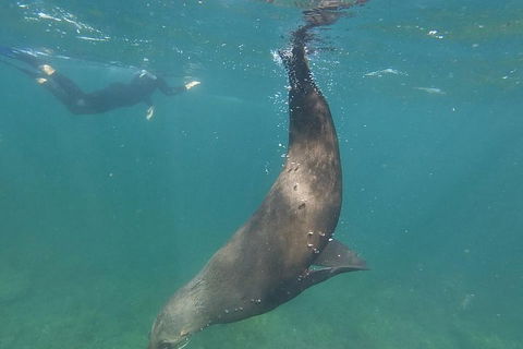 Kangaroo Island Ocean Safari - Snorkeling Safari - Accommodation Port Macquarie 3