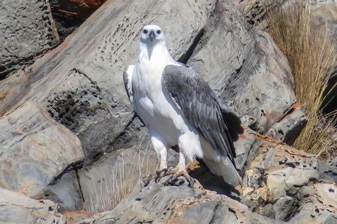 Kangaroo Island Ocean Safari - Snorkeling Safari - Accommodation Port Macquarie 4