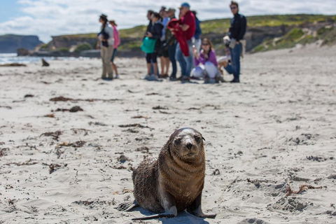 Kangaroo Island In A Day Tour From Adelaide - Accommodation Port Macquarie 0