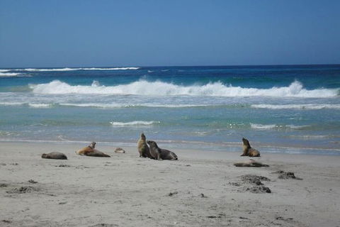 Kangaroo Island In A Day Tour From Adelaide - Accommodation Port Macquarie 1