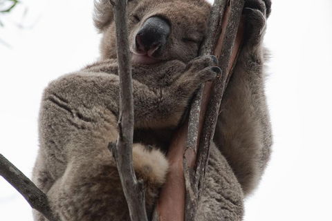 2-Day Kangaroo Island 4WD Small-Group Tour From Adelaide - Accommodation Port Macquarie 0