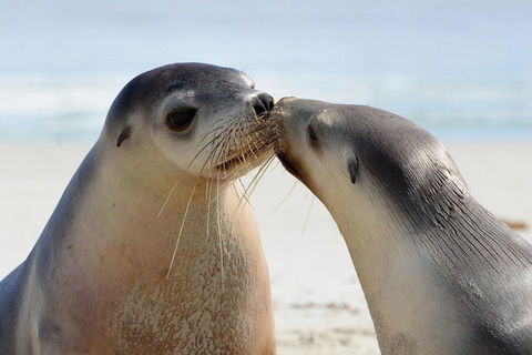 2 Day Ultimate Kangaroo Island With Return Ferry - Accommodation Port Macquarie 2