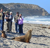 Full day Seal Bay Experience departing from Kangaroo Island - Accommodation Port Macquarie