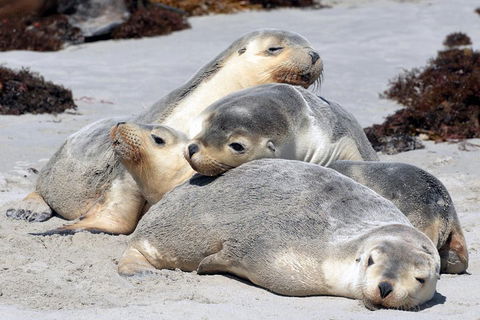 Small-Group Kangaroo Island 4WD Tour From Adelaide - Accommodation Port Macquarie 1