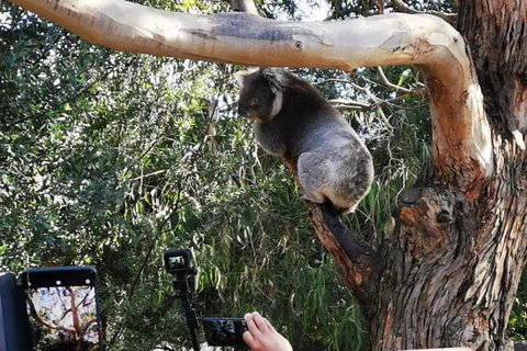 Small-Group Great Ocean Road Day Trip From Melbourne - Accommodation Port Macquarie 0