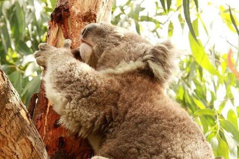 Small-Group Phillip Island Day Trip From Melbourne - Accommodation Port Macquarie 0