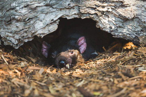 Small-Group Phillip Island Day Trip From Melbourne - Accommodation Port Macquarie 1