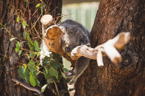 Melbourne City Tour And Phillip Island In One Day - Accommodation Port Macquarie 0