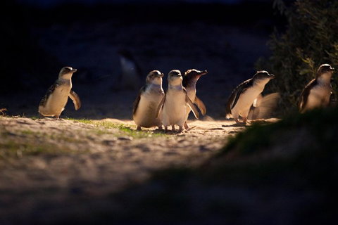 Melbourne City Tour And Phillip Island In One Day - Accommodation Port Macquarie 4