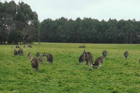 Private Tour: Great Ocean Road From Melbourne - Accommodation Port Macquarie 4