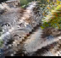 Kuranda Koala Gardens and Birdworld Admission Tickets - Accommodation Port Macquarie