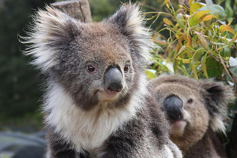 Kuranda Koala Gardens And Birdworld Admission Tickets - Accommodation Port Macquarie 0