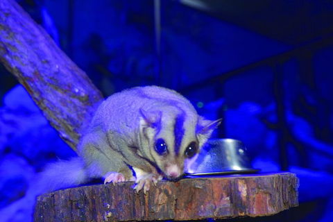 Kuranda Koala Gardens And Birdworld Admission Tickets - Accommodation Port Macquarie 1