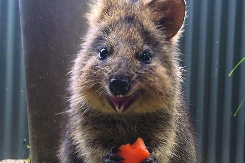 Kuranda Koala Gardens And Birdworld Admission Tickets - Accommodation Port Macquarie 2