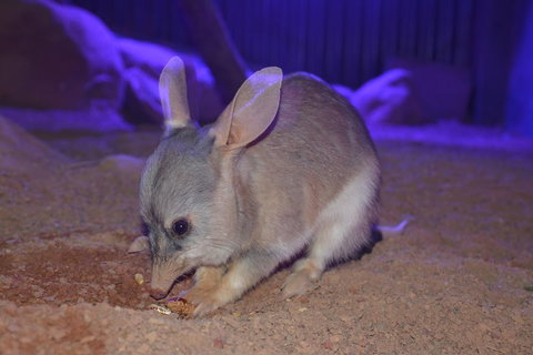 Kuranda Wildlife Experience Three Attraction Pass - Accommodation Port Macquarie 0