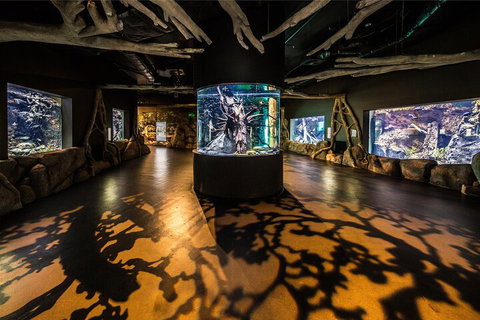 Cairns Aquarium By Twilight With 3-Course Dinner - Accommodation Port Macquarie 3