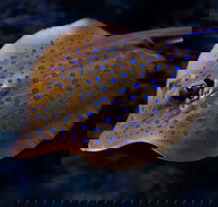 Cairns Aquarium Tour by Twilight with Drink and Appetiser - Accommodation Port Macquarie