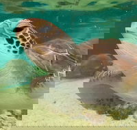 Cairns Aquarium Marine Life Encounter Ticket with 2-Course Lunch - Accommodation Port Macquarie