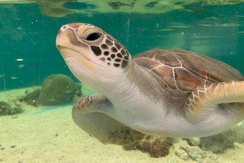 Cairns Aquarium Marine Life Encounter Ticket With 2-Course Lunch - Accommodation Port Macquarie 0