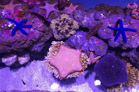 Cairns Aquarium Admission Ticket - Accommodation Port Macquarie 5