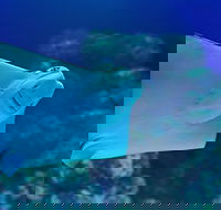 Cairns Aquarium Family Ticket - Accommodation Port Macquarie