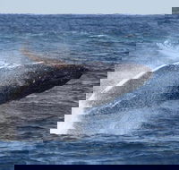 Whale Watching by Sea World Cruises - Accommodation Port Macquarie
