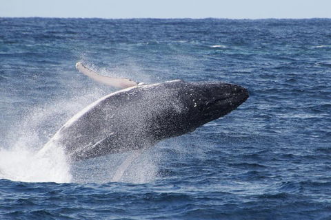 Whale Watching By Sea World Cruises - Accommodation Port Macquarie 0