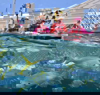 Outer Reef Pontoon Experience from Cairns - Accommodation Port Macquarie