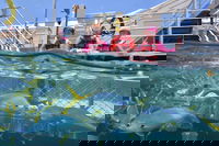 Outer Reef Pontoon Experience from Cairns