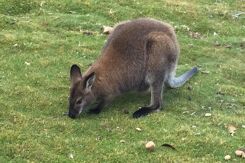 Cradle Mountain Day Tour From Launceston Including Lunch - Accommodation Port Macquarie 5