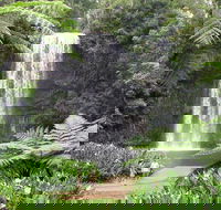 Private Daintree and Cape Tribulation Tour from Port Douglas - Accommodation Port Macquarie