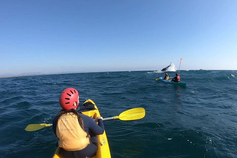 Kayaking With Dolphins In Byron Bay Guided Tour - Accommodation Port Macquarie 3