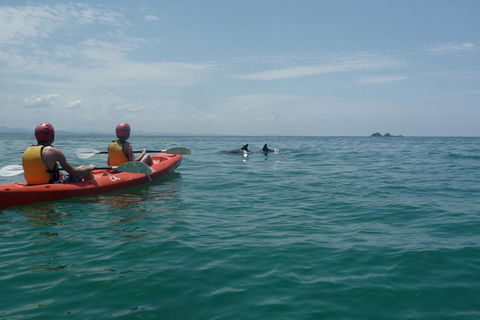 Kayaking With Dolphins In Byron Bay Guided Tour - Accommodation Port Macquarie 4