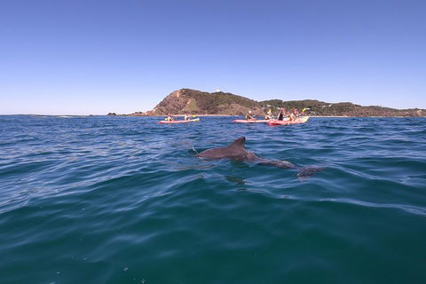 Kayaking With Dolphins In Byron Bay Guided Tour - Accommodation Port Macquarie 5