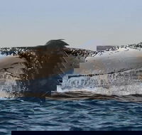 Sydney Whale-Watching Cruise Including Lunch or Breakfast - Accommodation Port Macquarie