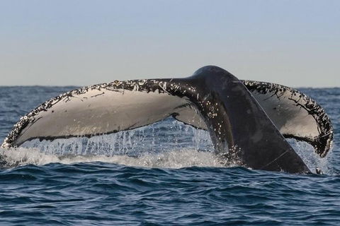 Sydney Whale-Watching Cruise Including Lunch Or Breakfast - Accommodation Port Macquarie 0