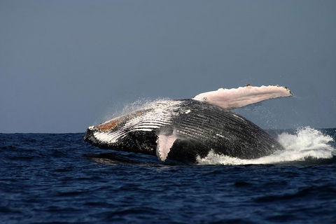 Sydney Whale-Watching Cruise Including Lunch Or Breakfast - Accommodation Port Macquarie 1