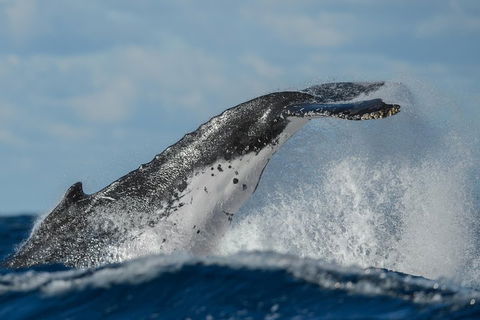 Sydney Whale-Watching Cruise Including Lunch Or Breakfast - Accommodation Port Macquarie 4