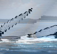 Hervey Bay Whale Watching Cruise - Accommodation Port Macquarie