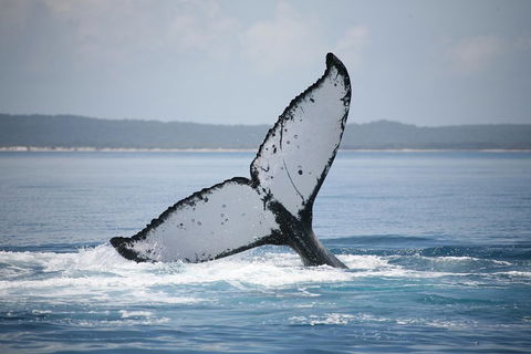 Hervey Bay Whale Watching Cruise - Accommodation Port Macquarie 0