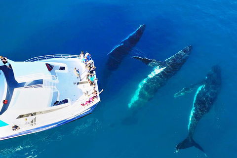 Hervey Bay Whale Watching Cruise - Accommodation Port Macquarie 3
