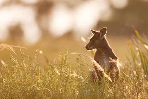 Blue Mountains Day Tour With Wildlife At Sunset From Sydney - Accommodation Port Macquarie 2